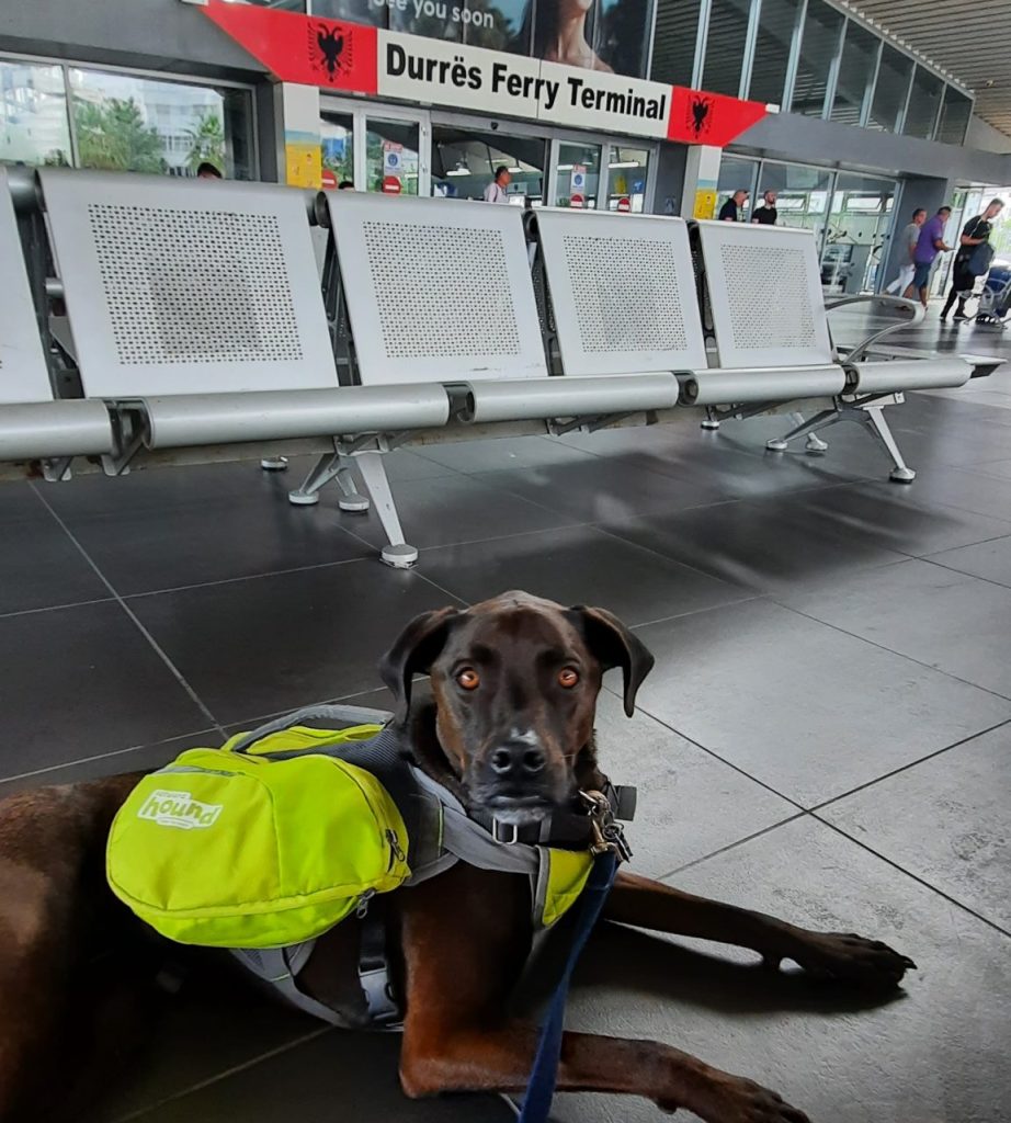 can you take dogs on a ferry