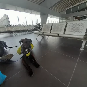  dog waiting at the Durres ferry terminal