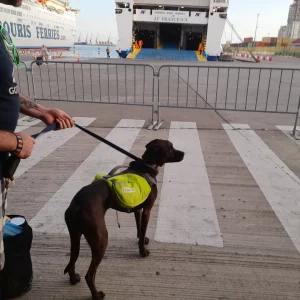 Albania to Italy by ferry with your dog