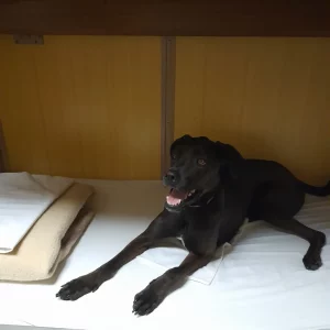 Dog lying down on the bed in the cabin