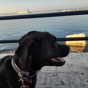 Dog posing in front of the harbor in Bari, Italy