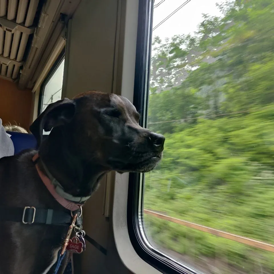 Picture of the dog enjoying Taking trains in Germany 