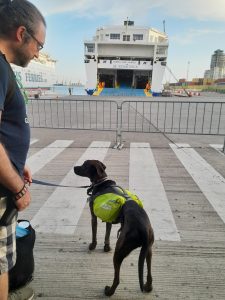 Albania to Italy by ferry with your dog