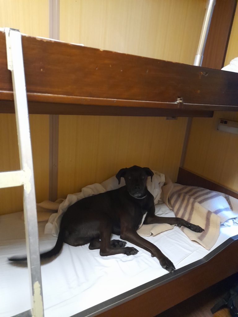 Dog lying down on the bottom of the bunk beds in the private cabin 