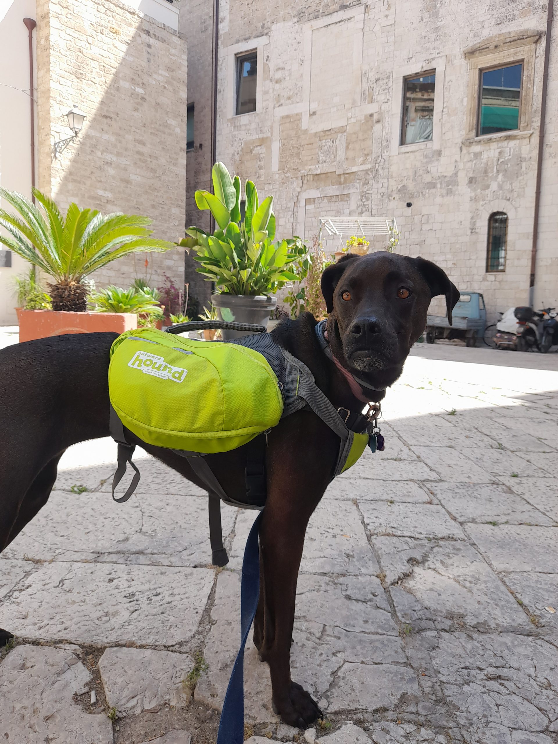 Dog wearing backpack